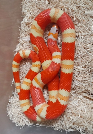 1,1 Lampropeltis t. hondurensis, Albino + Super hypo tangerine, NZ 2025