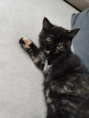 Perser Babykatze 