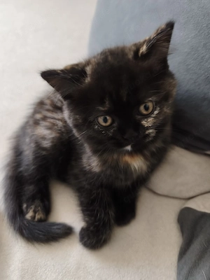 Persische Babykatze 