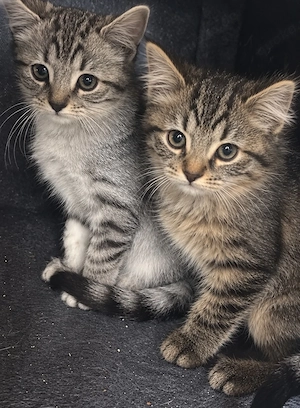 Kleines kitten zum verlieben (4 Rassen Mix )