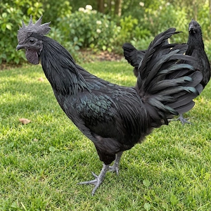 Ayam Cemani Hahn kaufen   reinrassig, tiefschwarz, unter 1 Jahr alt, aus Freilandhaltung