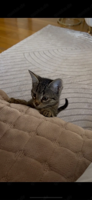 Europäischer Kurzhaar Kater   12 Wochen