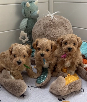 Süße Maltipoo-Welpen