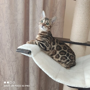 Wunderschönes Bengal Mädchen mit Stammbaum sucht ein neues Zuhause.