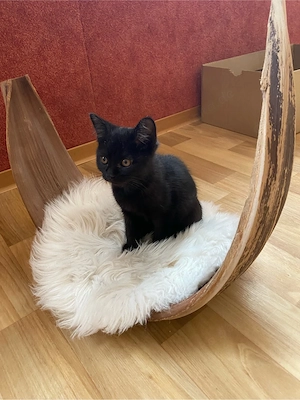 Baby Kätzchen, Siam Mix Kitten, Baby Katerchen, Kätzchen