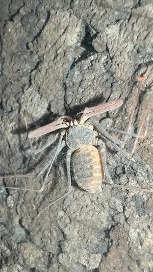 Euphrynichus bacillifer