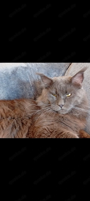 Maine coon Reinrassige Deckkater 
