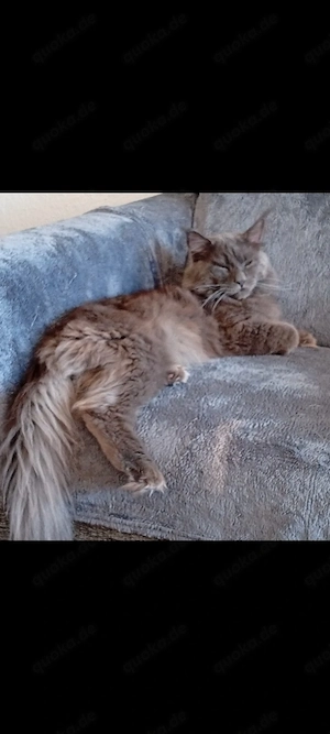 Reinrassige Deckkater Blau smoke Maine coon Odin...