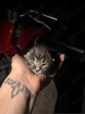 Kitten suchen ein liebevolles zuhause 