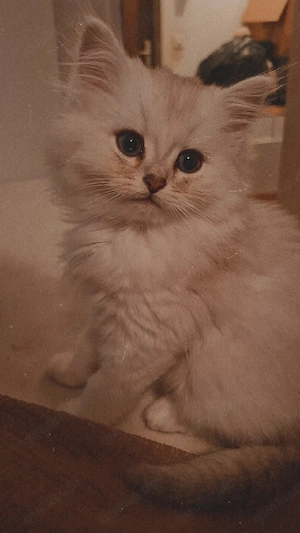 BLH-Kitten
