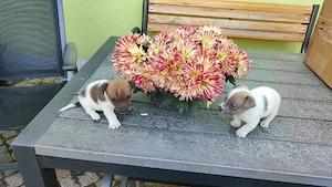 Welpe Jack Russel 