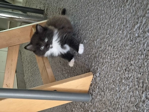 Main Coon Angora mix Kitten