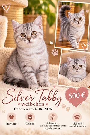 BKH Weibchen in Silver Tabby 