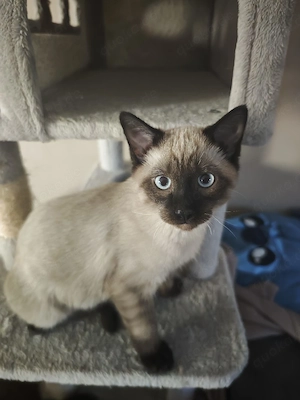 Siam Birma Katze u. Kater Kitten 