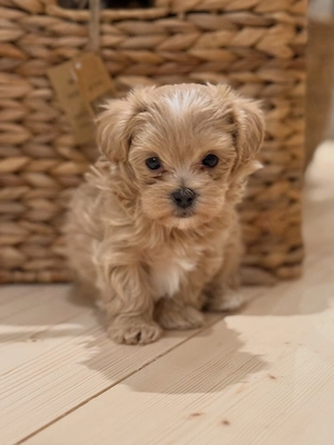 Maltipoo Welpen zu verkaufen