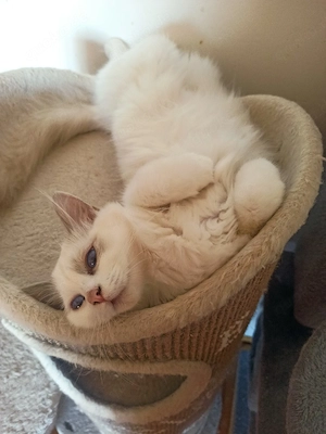 Ragdoll Kitten  