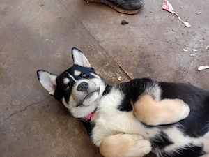 Husky Mischling 