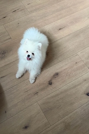 Pomeranian Teddy Typ 
