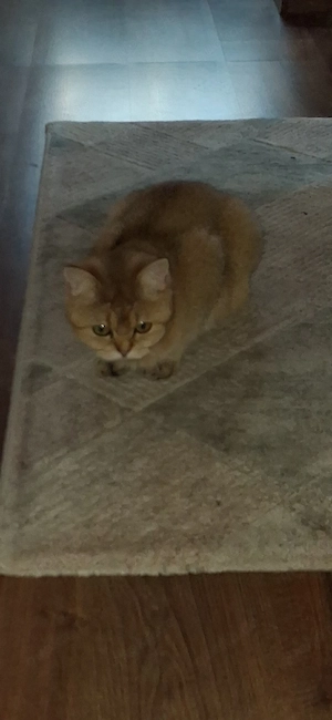 Süße BKH sucht ein nettes Zuhause !!?