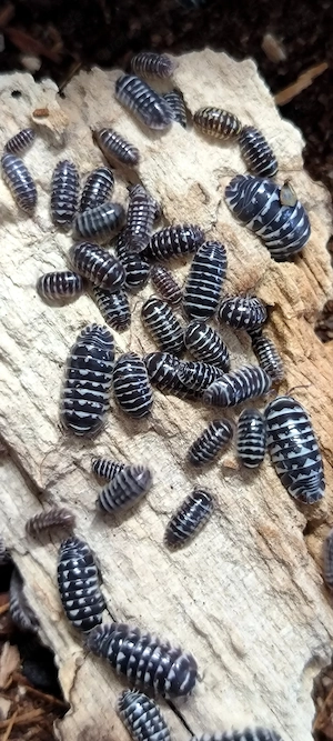 Zebra-Rollasseln Armadilidium maculatum 