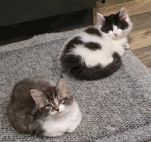 Maine Coon Kitten 