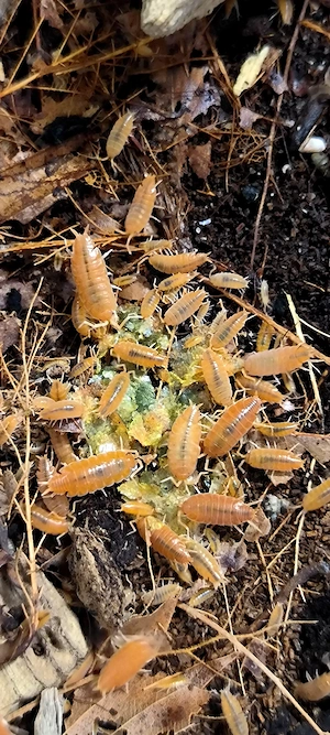 Kubaasseln orange Porcellionides pruinosus
