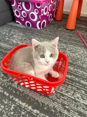BKH-Kitten   männlich     