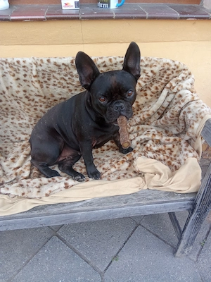 Französische Bulldogge weiblich 