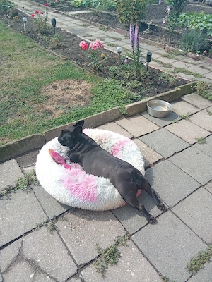 Französische Bulldogge weiblich 