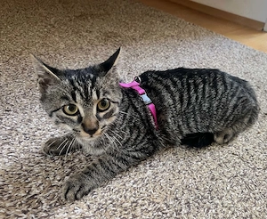  Liebevolles Zuhause für unsere süße junge Katze gesucht!