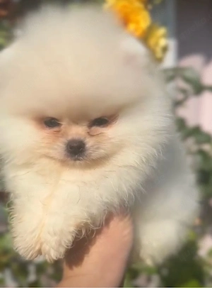 Bezauberndes Pomeranian   Zwergspitz-Mädchen  Chanel  sucht liebevolles Zuhause auf Lebenszeit
