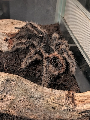 Vogelspinnen 