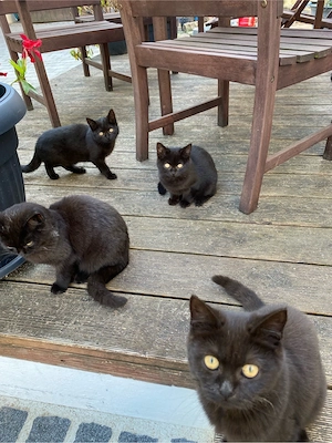 Süsse BKH Mix Kitten suchen ein neues Zuhause 