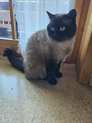 Bkh Katzen Mädchen sucht dringend ein Zuhause
