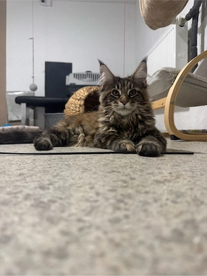 Maine Coon Reinrassig!Abholbereit