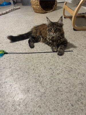 Maine Coon Reinrassig!Abholbereit