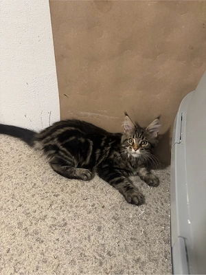 Maine Coon Reinrassig!Abholbereit Bild 2