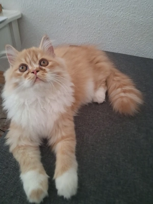 Perser Kater Kitten 