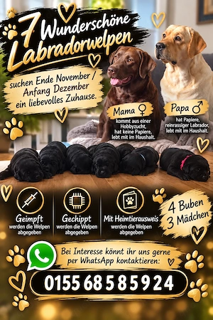 Schwarze Labrador Welpen 