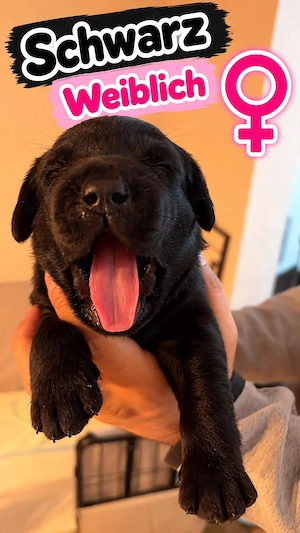 Schwarze Labrador Welpen 