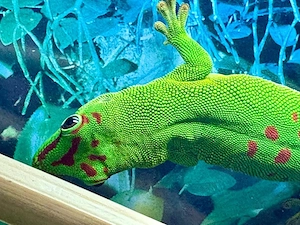 DNZ Großer Madagaskar Taggecko (Phelsuma grandis) 0,1 abzugeben