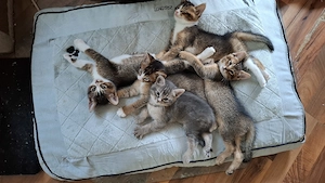 Kitten - Somali-Abessiner Mix 
