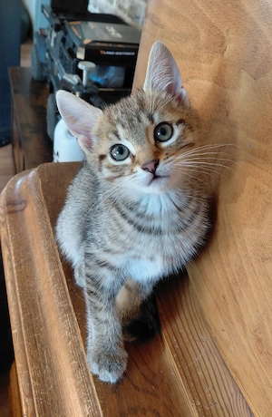 BKH Mix Kater ..