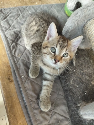 BKK Mix  Kater ..