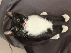 4 Monate junger Kater sucht liebevolles Zuhause 