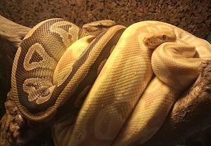 Königspython, Python regius Morphen abzugeben