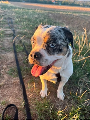 Liebe 2.5 jahre alte Bullymix hündin 