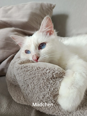Zauberhafte Ragdoll Teenies 