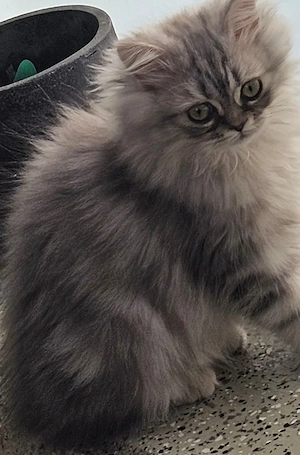 Perser Kitten Kätzchen Persian Chinchilla 