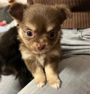 Reinrassiger Chihuahua-Welpe: Kontaktieren Sie mich unter: suzanaluxs @ gmail . com